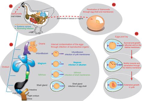 chances of salmonella from raw egg|Salmonella and Eggs: From Production to Plate .